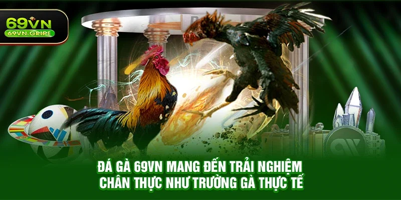 Đá gà 69VN mang đến trải nghiệm chân thực như trường gà thực tế