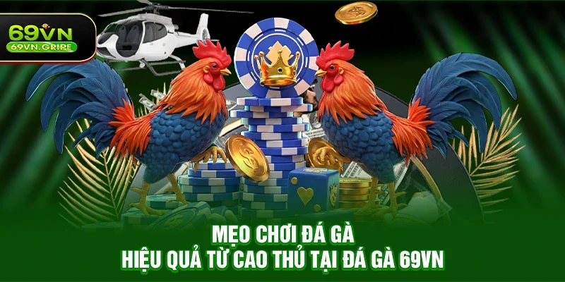 Mẹo chơi đá gà hiệu quả từ cao thủ tại Đá gà 69VN